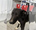 Small American Pit Bull Terrier