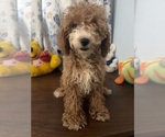 Havapoo puppies - Male Havapoo Puppy for Sale - Photo #31