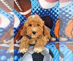 Small Photo #6 Goldendoodle Puppy For Sale in LEOLA, PA, USA