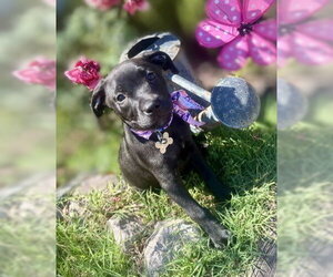 Labrador Retriever-Unknown Mix Dogs for adoption in Holly Springs, NC, USA