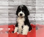 Small Bernedoodle