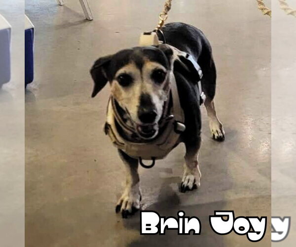 Medium Photo #33 Dachshund Puppy For Sale in San Antonio, TX, USA