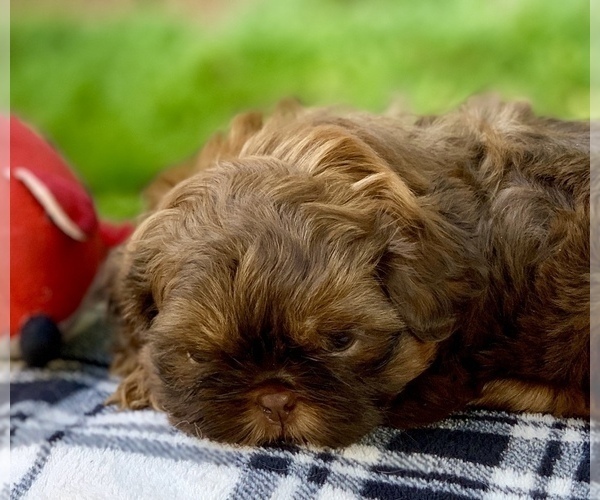 Medium Photo #3 Shih Tzu Puppy For Sale in BUFORD, GA, USA