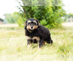 Small Photo #8 Poodle (Toy) Puppy For Sale in WARSAW, IN, USA