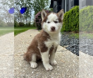Siberian Husky Puppy for sale in FRANKLIN, IN, USA