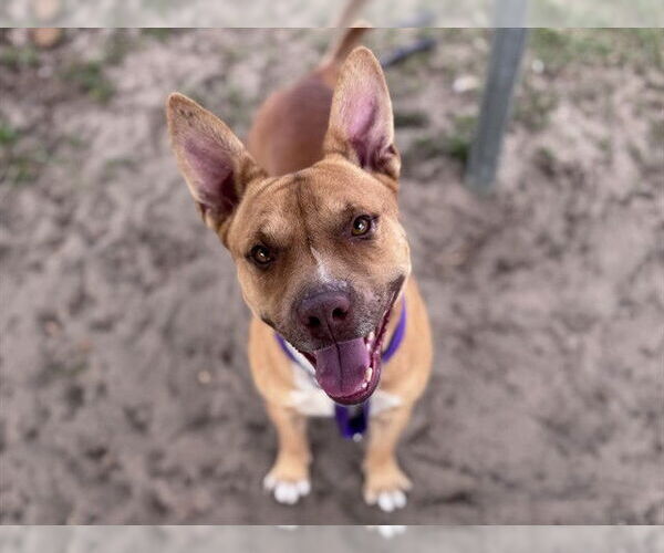 Medium Photo #3 Carolina Dog-Unknown Mix Puppy For Sale in Tavares, FL, USA