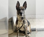 Small #4 Holland Shepherd Mix