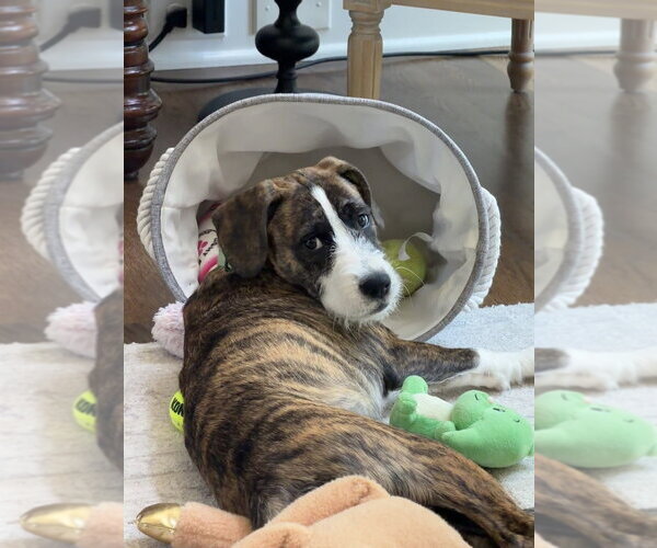 Medium Photo #18 Boxer-Unknown Mix Puppy For Sale in Mooresville, NC, USA
