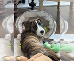 Small Photo #18 Boxer-Unknown Mix Puppy For Sale in Mooresville, NC, USA