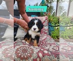 Puppy Sammy Bernese Mountain Dog