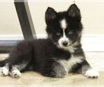 Puppy 2 Pomsky