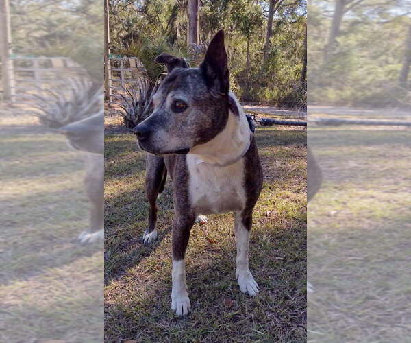 Medium Photo #6 American Staffordshire Terrier-Unknown Mix Puppy For Sale in St. Augustine, FL, USA