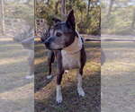 Small #5 American Staffordshire Terrier Mix