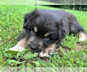 Medium Australian Shepherd