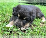 Puppy Robin Australian Shepherd