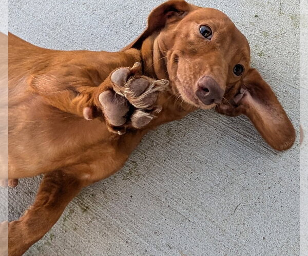 Medium Photo #7 Dachshund Puppy For Sale in Shelbyville, TN, USA