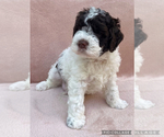 Small #9 Lagotto Romagnolo