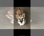 Small #5 Pembroke Welsh Corgi
