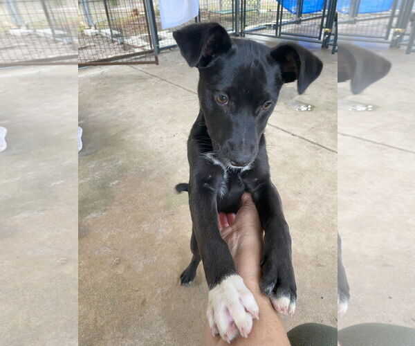 Medium Photo #2 Black Mouth Cur-Unknown Mix Puppy For Sale in Palatka, FL, USA