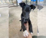 Small #1 Black Mouth Cur Mix