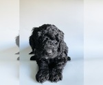 Small Photo #1 Golden Mountain Doodle  Puppy For Sale in SCOTTSDALE, AZ, USA