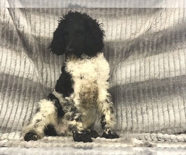 Medium Photo #10 Poodle (Standard) Puppy For Sale in CHETEK, WI, USA