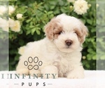 Small #4 Poodle (Toy)