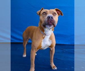 Mutt Dogs for adoption in Pasadena, CA, USA