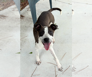 American Pit Bull Terrier-Unknown Mix Dogs for adoption in Oakhurst, NJ, USA