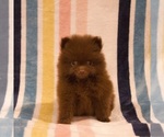 Puppy Chocolate Pomeranian