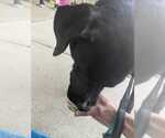 Small #9 American Pit Bull Terrier-Labrador Retriever Mix