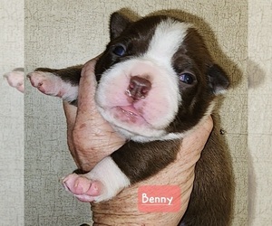 Boston Terrier Puppy for sale in LEXINGTON, IN, USA