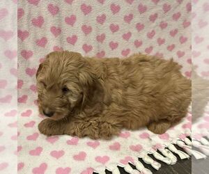 Goldendoodle (Miniature) Puppy for sale in ARCOLA, IL, USA