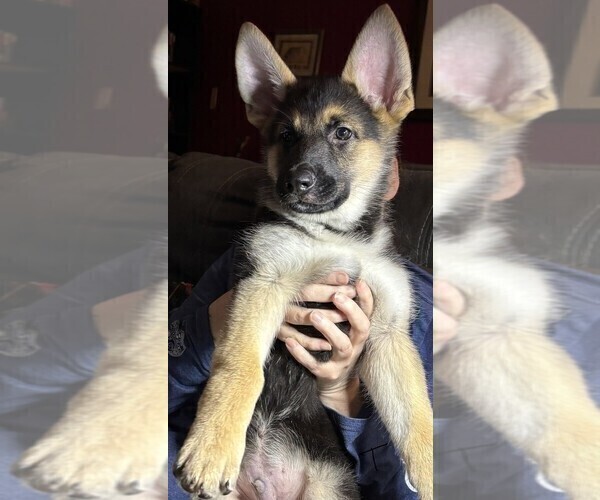 Medium Photo #5 German Shepherd Dog Puppy For Sale in SACRAMENTO, CA, USA