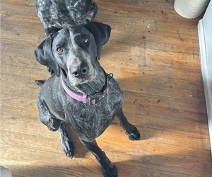 Mother of the German Shorthaired Pointer puppies born on 03/17/2025