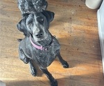 Small Photo #1 German Shorthaired Pointer Puppy For Sale in STATE COLLEGE, PA, USA