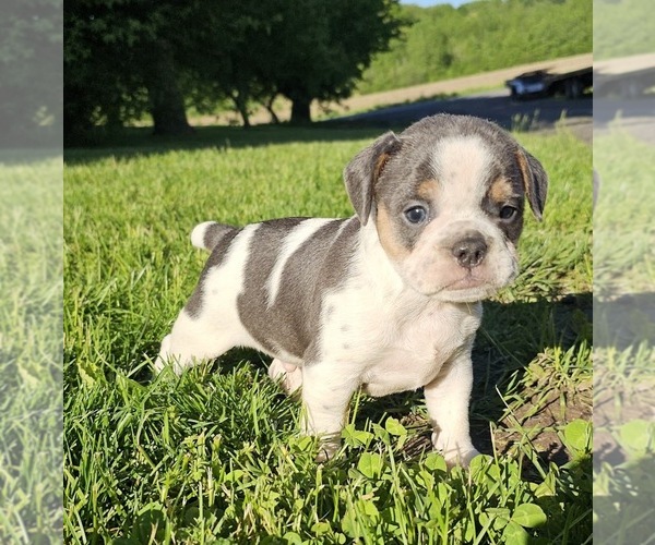 Medium Photo #1 Free-Lance Bulldog Puppy For Sale in CLYDE, NY, USA