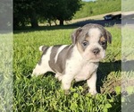 Small Free-Lance Bulldog