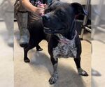 Small #7 American Pit Bull Terrier Mix