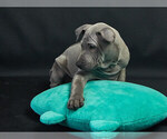 Small Photo #9 Thai Ridgeback Puppy For Sale in MANHATTAN, NY, USA