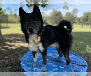 Siberian Husky Dogs for adoption in Tavares, FL, USA