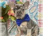 Small Photo #7 French Bulldog Puppy For Sale in OXFORD, PA, USA