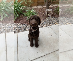 Labradoodle Dogs for adoption in CLOVIS, CA, USA