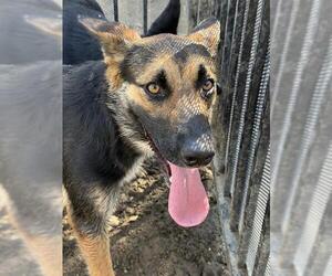 German Shepherd Dog Dogs for adoption in Riverside, CA, USA