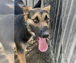 PRINCESS - Female German Shepherd Dog Dog for Adoption - Small photo