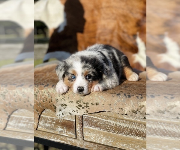 Medium Photo #6 Australian Shepherd Puppy For Sale in WESLEY CHAPEL, FL, USA