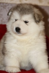 Alaskan Malamute Puppy for sale in OAKRIDGE, OR, USA