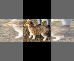 Collie Puppy for sale in PORTLAND, IN, USA