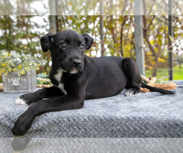 Medium Photo #9 Border Collie-Boxer Mix Puppy For Sale in MILLERSBURG, IN, USA