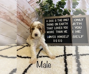 Goldendoodle (Miniature) Puppy for sale in STOUTLAND, MO, USA